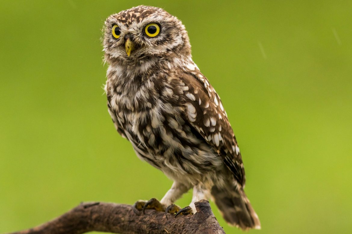 El significado de la visita de un búho a tu jardín